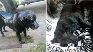 Este es 'Petróleo', el perrito símbolo del maltrato animal en Argentina