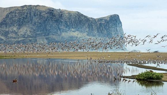 En Chilca también encontrarás gran cantidad de aves migratorias. (Foto: GEC)