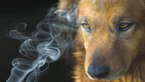 Las mascotas también son fumadores pasivos. (Internet)