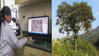 INIA: Descifran genoma del árbol de la quina para promover su recuperación y conservación