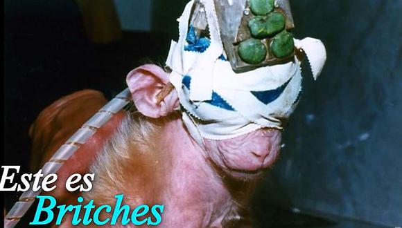Activistas rescataron a un mono que fue torturado durante tres años en un laboratorio. (PETA)