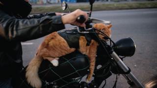 Conoce a Chiquinho, el gato brasileño que se pasea en moto por Río de Janeiro