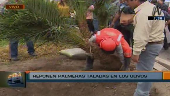 Colocan 120 palmeras por las más 40 taladas en Los Olivos. (Canal N)