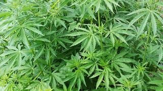 Proponen sembrar hasta 120 hectáreas de marihuana en Moche