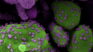 COVID-19: una vacuna mediante un parche cutáneo neutraliza el virus SARS-CoV-2 en ratones