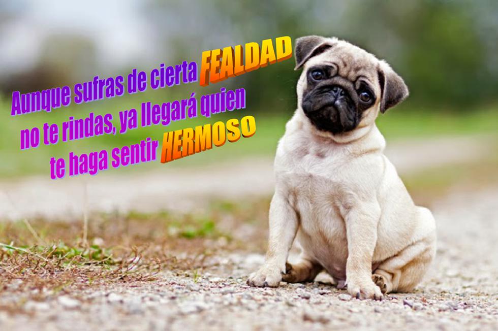 Facebook: 10 perritos con frases inspiradoras que cambiarán tu día [Fotos]  | CHEKA | PERU21