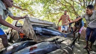 Mauricio: Hallan delfines y marsopas muertos tras derrame de petróleo [FOTOS]