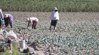 Agricultores evaluarán este domingo iniciar paro nacional ante crisis de fertilizantes