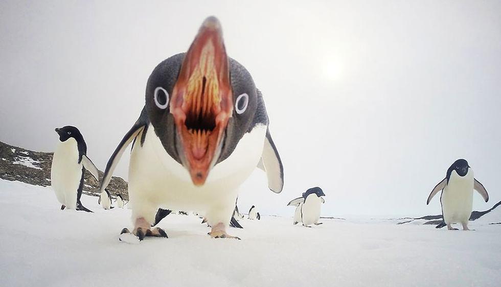 &quot;Cuando los pingüinos atacan&quot;, Antártida. (National Geographic)