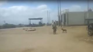 Chiclayo: Fiscalía investiga a agricultor que azotó y lanzó contra la pared a un perro [Video]