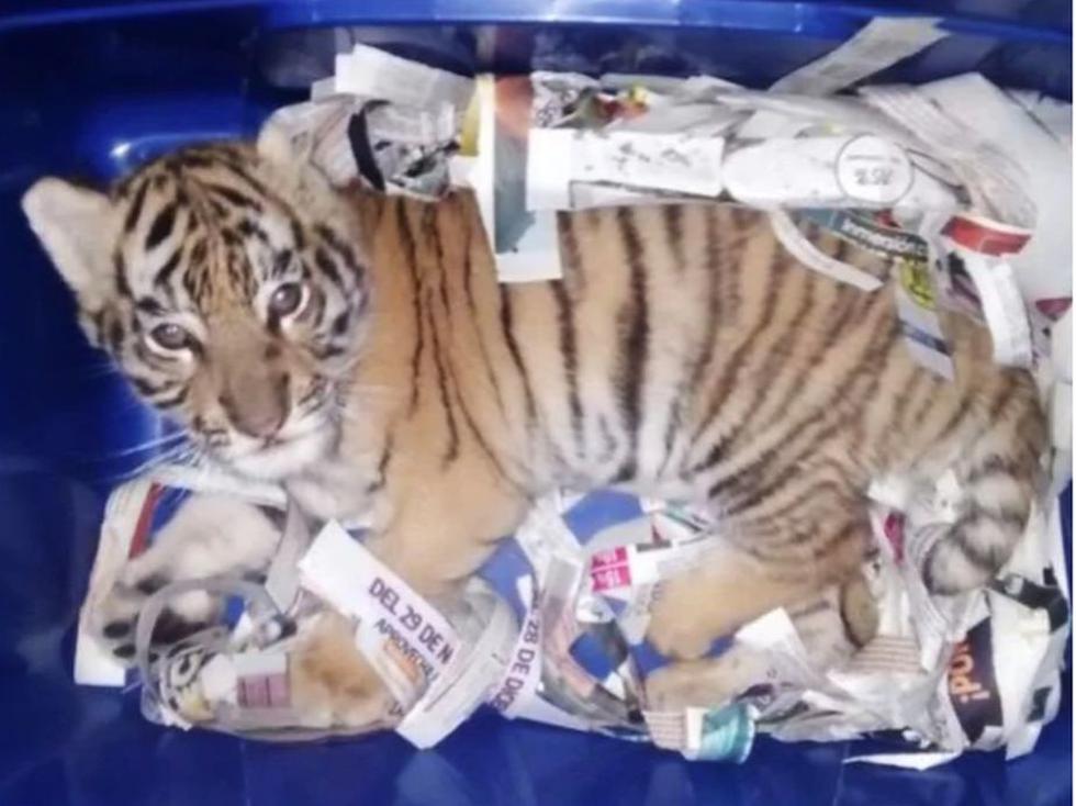 México: Un cachorro de tigre de bengala fue encontrado dentro de una encomienda. (ElUniversal/Captura)