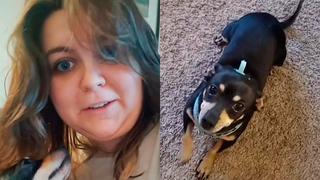 Mujer de EE.UU. indignada porque perro que adoptó “solo hace caso cuando le hablas en español”