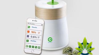 Conoce al “catador inteligente” de cannabis medicinal