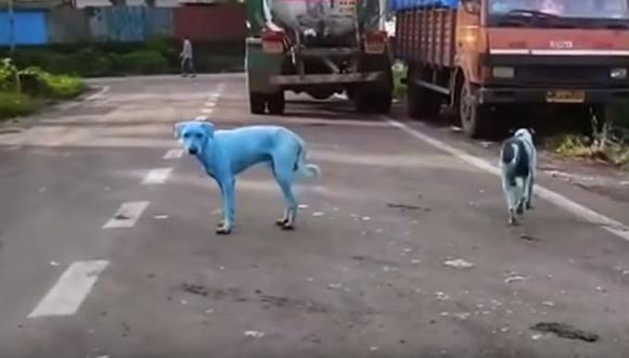 Perros azules en la India (YouTube/Business Insider UK)