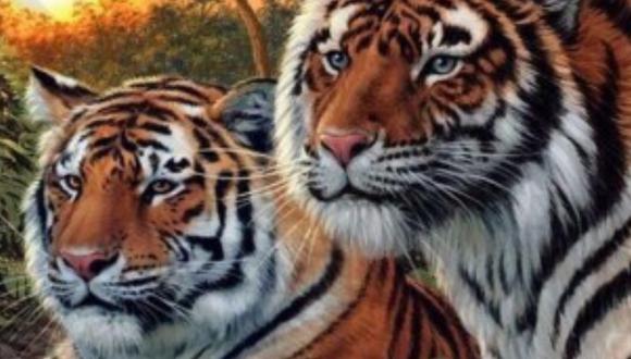 En la imagen se encuentra un total de 16 tigres escondidos. (Foto: Compuesto)