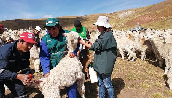 Cusco: 55 mil cabezas de ganado serán protegidas de las heladas con nuevos cobertizos (Foto archivo)