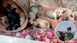 Santiago de Surco: Rescatan y entrenan a cachorros abandonados para integrarlos a la “Brigada fiel”