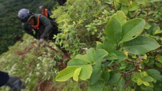 Hoja de coca: La meta de erradicación para este año son 35 mil hectáreas