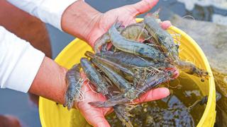 Produce amplía la temporada de pesca del camarón hasta el 4 de enero del 2021