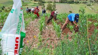 Gobierno fracasa por tercera vez en  su intento por comprar fertilizante