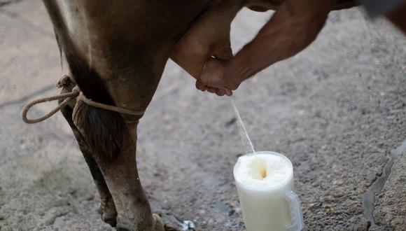 En el país se contabilizan 905,817 vacas productoras de leche. (Foto: GEC)