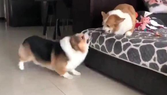 Un video viral muestra la jocosa "pelea" entre dos perros hermanos de raza Corgi. | Crédito: Animal Antics / YouTube