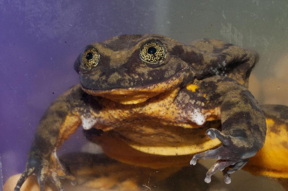 Romeo corre el riesgo de ser la última rana de su especie. (AFP)