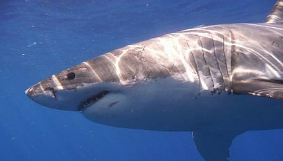 Adolescente murió tras ser atacado por un tiburón en Australia. (Reuters)