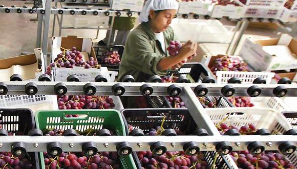 El año pasado Perú fue el primer exportador global de arándanos, quinua y uvas, según ADEX. (Foto: GEC)