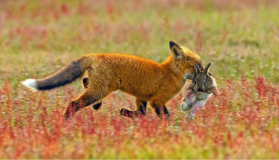 Fotógrafo capta la épica batalla entre un zorro y un águila por un conejo  [FOTOS Y VIDEO] | REDES-SOCIALES | PERU21