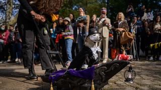 Estados Unidos: cientos de perros invadieron las calles de Brooklyn disfrazados por Halloween [FOTOS]