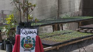 La quina, el árbol en peligro de extinción que podría proveer el fármaco para luchar contra el coronavirus