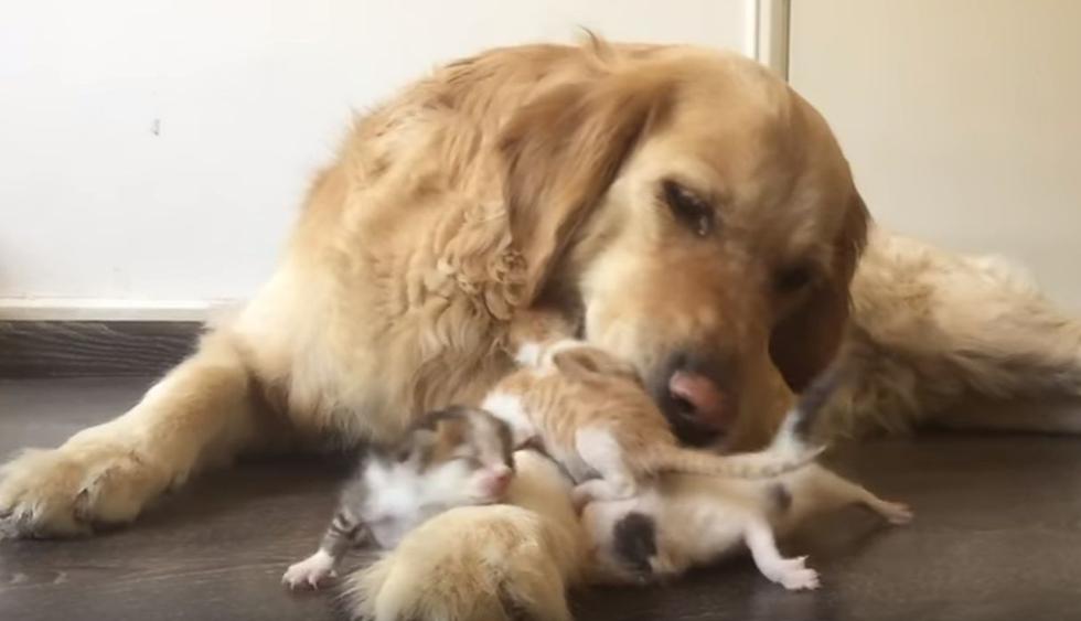 El can permitió que los pequeños felinos estén cerca de él. (YouTube: ViralHog)
