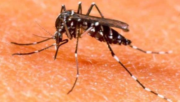 El sector Salud a intensificado las lalores de fumigación para eliminar al zancudo transmisor del dengue: el Aedes aegypti.