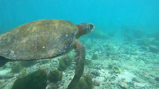 Galápagos: El tesoro natural en lucha contra los microplásticos