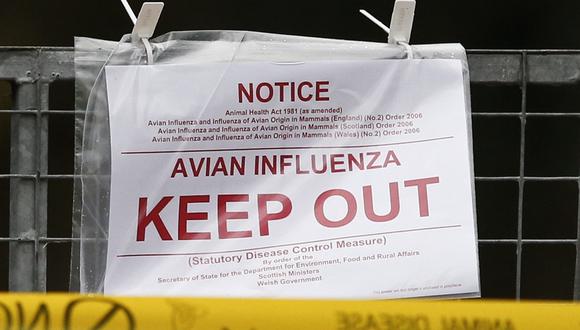 Países de Europa como Reino Unido, Alemania, Holanda, Irlanda y Dinamarca han detectado influenza aviaria en algunas de sus granjas.