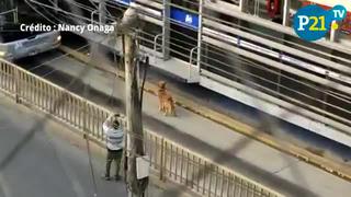 Perro se salva de morir atropellado en vía del Metropolitano en Barranco  [VIDEO]