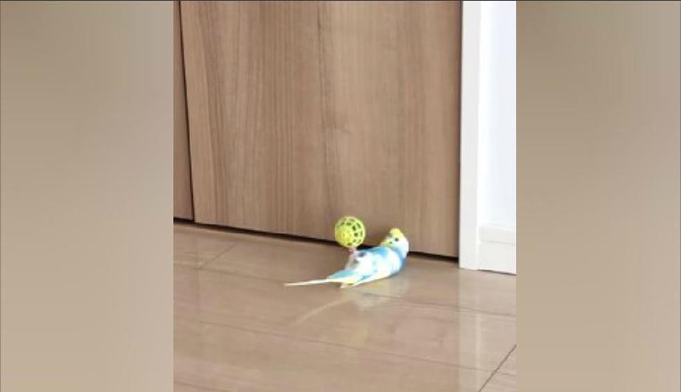 El accionar del ave con la pelota no deja de ser comentado en la red social. (YouTube: ViralHog)