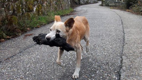 La foto de esta perrita durante los incendios forestales en Galicia ha conmovido al mundo entero. (Salvador Sas/EFE)