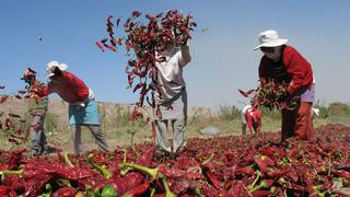 Más de 28,500 agricultores obtuvieron préstamo de Agrobanco por primera vez