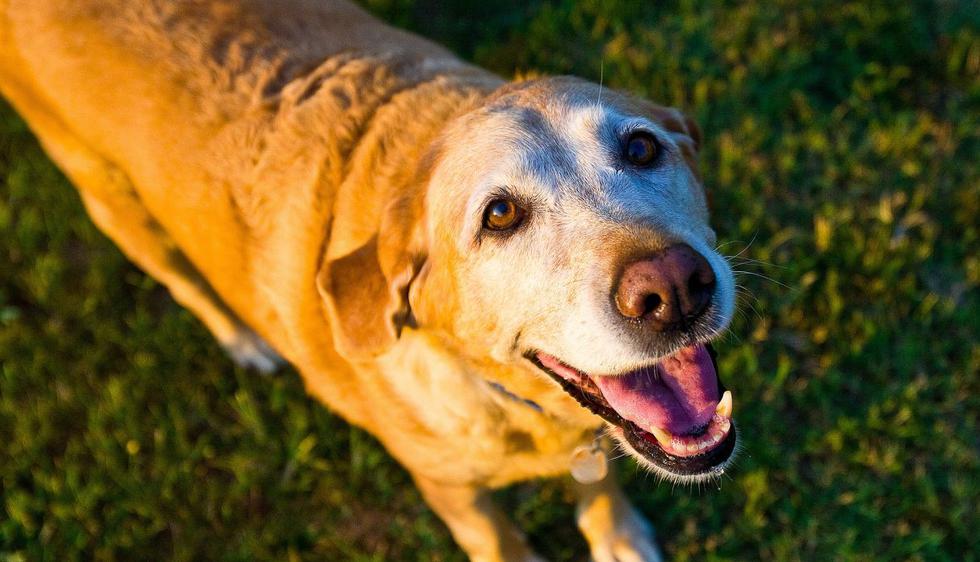 Los perros siempre sorprenden con sus travesuras, pero esta vez la protagonista del video demostró que una sonrisa lo arregla todo. (Foto: Pixabay)