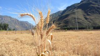 INIA 440 K’anchareq: presentan nuevo trigo con alta calidad genética en Cusco y Apurímac