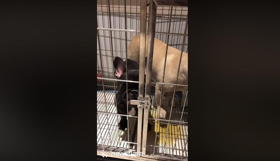 El bulldog francés estaba junto a otro perro color caramelo dentro de la jaula. (Foto: captura Facebook ‘Newsflare’)