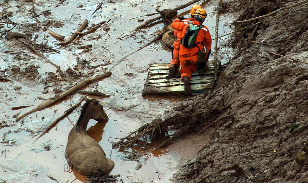 Họ giải cứu hàng chục động vật bị mắc kẹt trong trận lở đất ở Brazil. (USI)