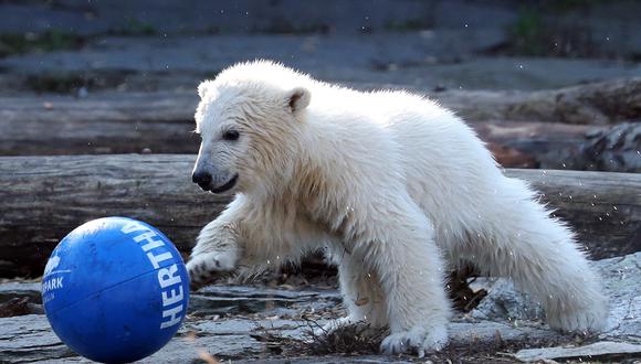 La mascota del club, un oso pardo, presentó el martes en el zoo una pelota con el nombre de la osezna. (Foto: EFE)