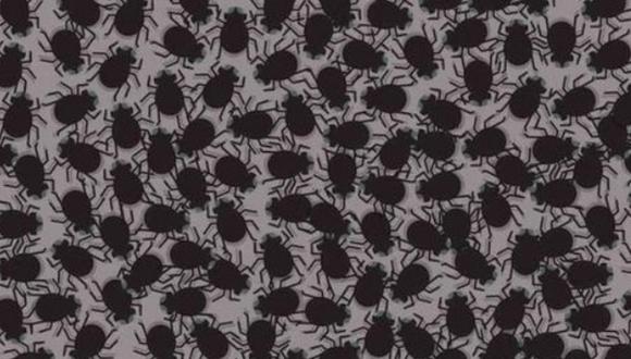 Acertijo Visual: ¿Puedes localizar las moscas en la imagen en 5 segundos? (Foto: Noticias Televisa)