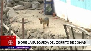 Comas: Camarógrafo encuentra al zorro ‘Run Run’ en pleno enlace en vivo