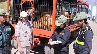 Huancayo: Tres leones rescatados de circo serán trasladados a Estados Unidos