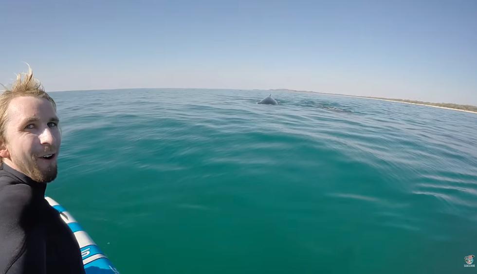 Las ballenas, grabadas desde una tabla de paddle en Australia. (YouTube)