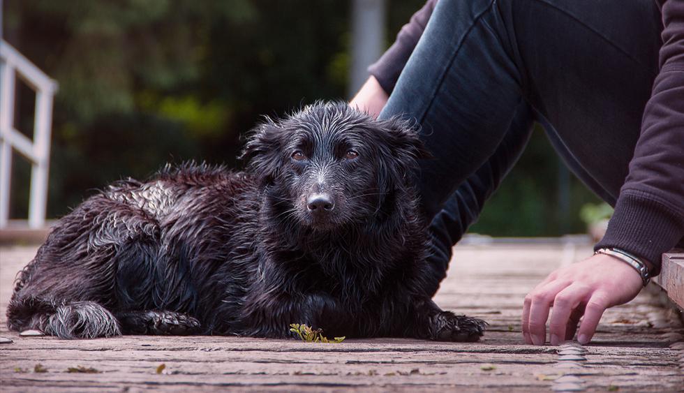 Joven dejó su trabajo por un momento para proteger de la lluvia a un perro abandonado. (Facebook | Stephen McIntosh)